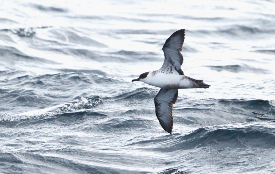 OTL12-25, Day 2, IMG_9183.JPG © Unknown photographer - Oceanwide Expeditions.JPG