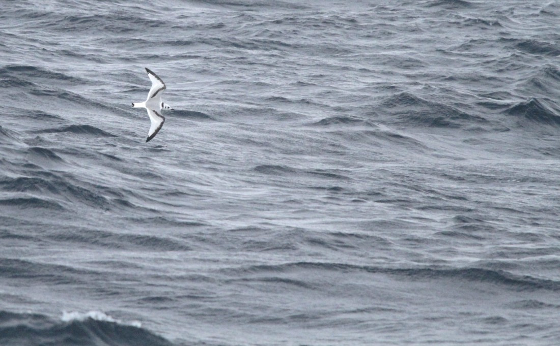 OTL12-25, Day 2, IMG_9247.JPG © Unknown photographer - Oceanwide Expeditions.JPG