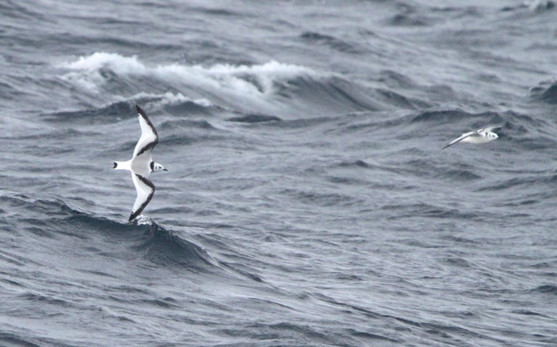 OTL12-25, Day 2, IMG_9266.JPG © Unknown photographer - Oceanwide Expeditions.JPG