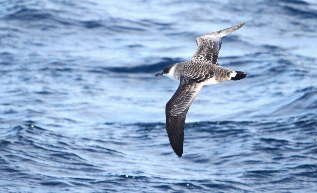 OTL12-25, Day 2, IMG_9339.JPG © Unknown photographer - Oceanwide Expeditions.JPG