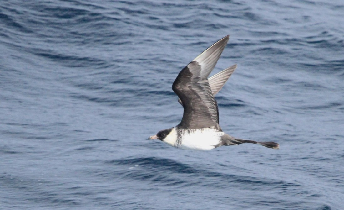 OTL12-25, Day 2, IMG_9371.JPG © Unknown photographer - Oceanwide Expeditions.JPG