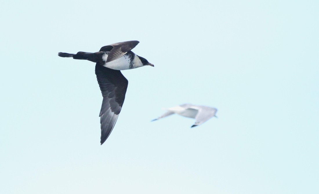 OTL12-25, Day 2, IMG_9410.JPG © Unknown photographer - Oceanwide Expeditions.JPG