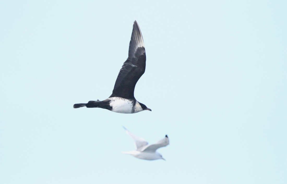 OTL12-25, Day 2, IMG_9411.JPG © Unknown photographer - Oceanwide Expeditions.JPG