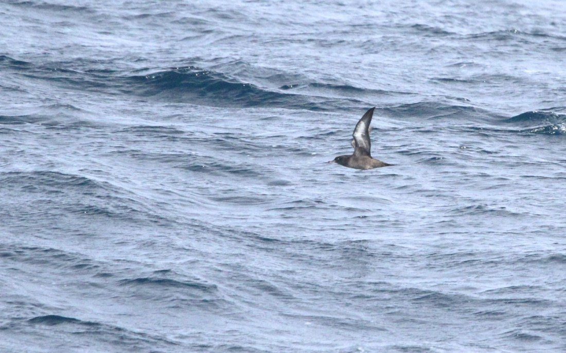 OTL12-25, Day 2, IMG_9531.JPG © Unknown photographer - Oceanwide Expeditions.JPG