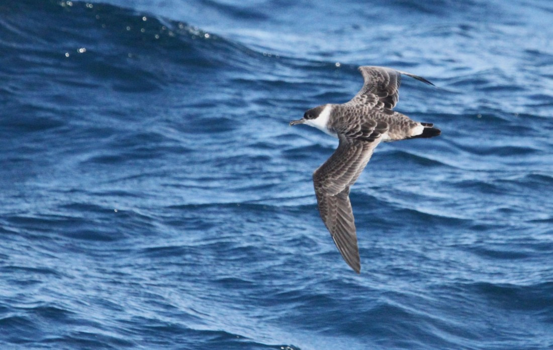 OTL12-25, Day 2, IMG_9616.JPG © Unknown photographer - Oceanwide Expeditions.JPG