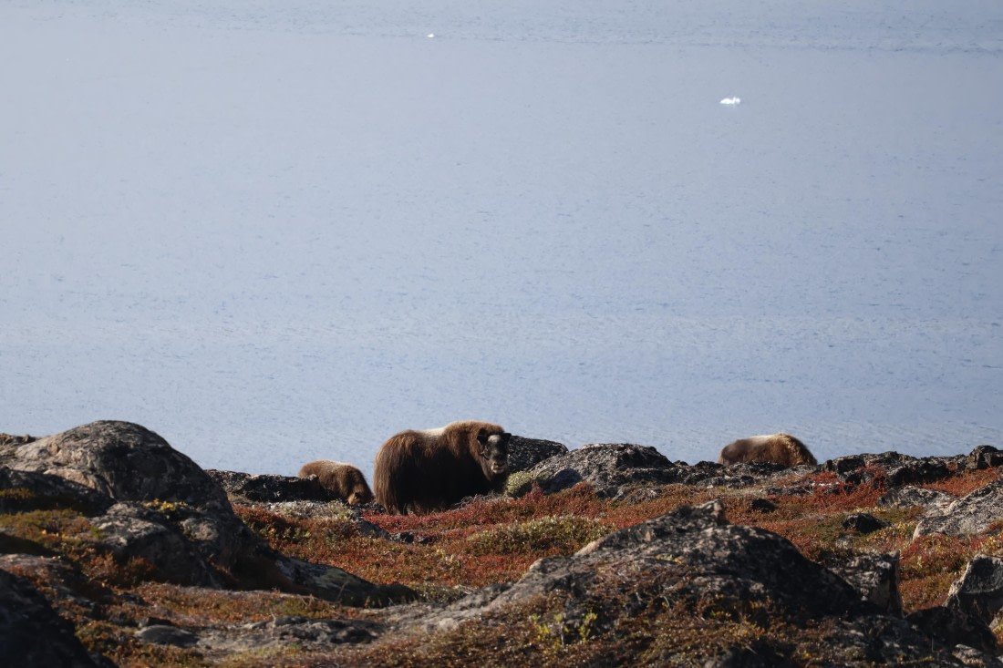 OTL12-25, Day 4, IMG_3705.JPG © Beth Hitchcock - Oceanwide Expeditions.JPG