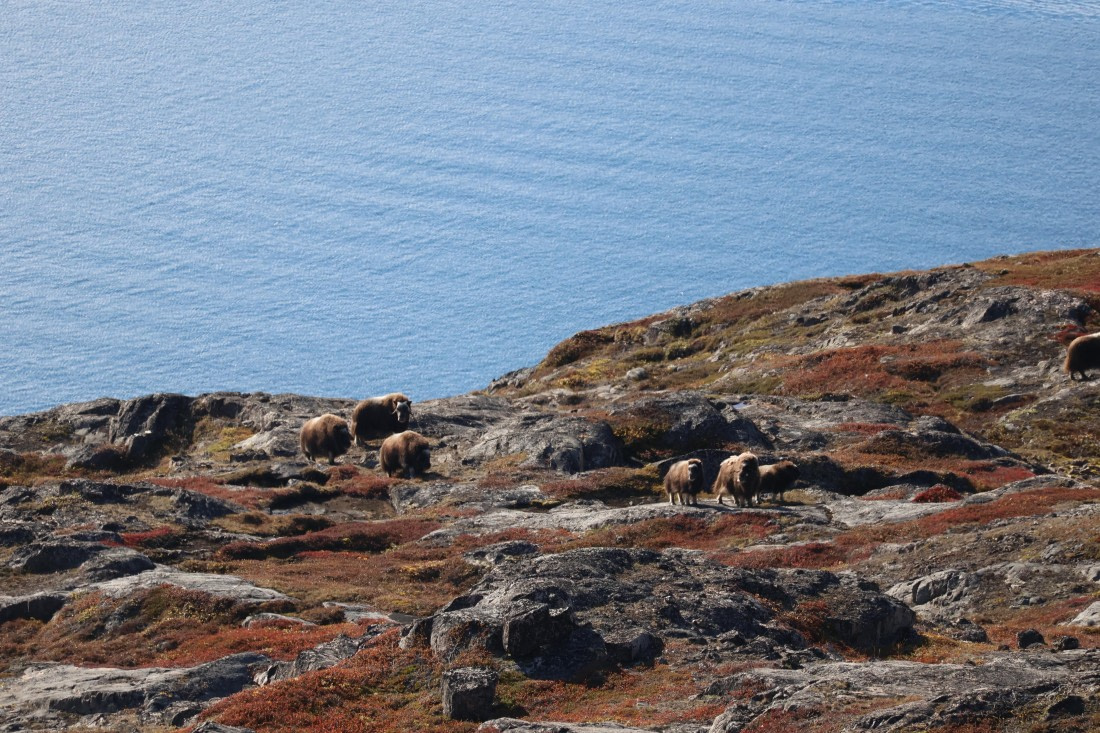 OTL12-25, Day 4, IMG_3731.JPG © Beth Hitchcock - Oceanwide Expeditions.JPG