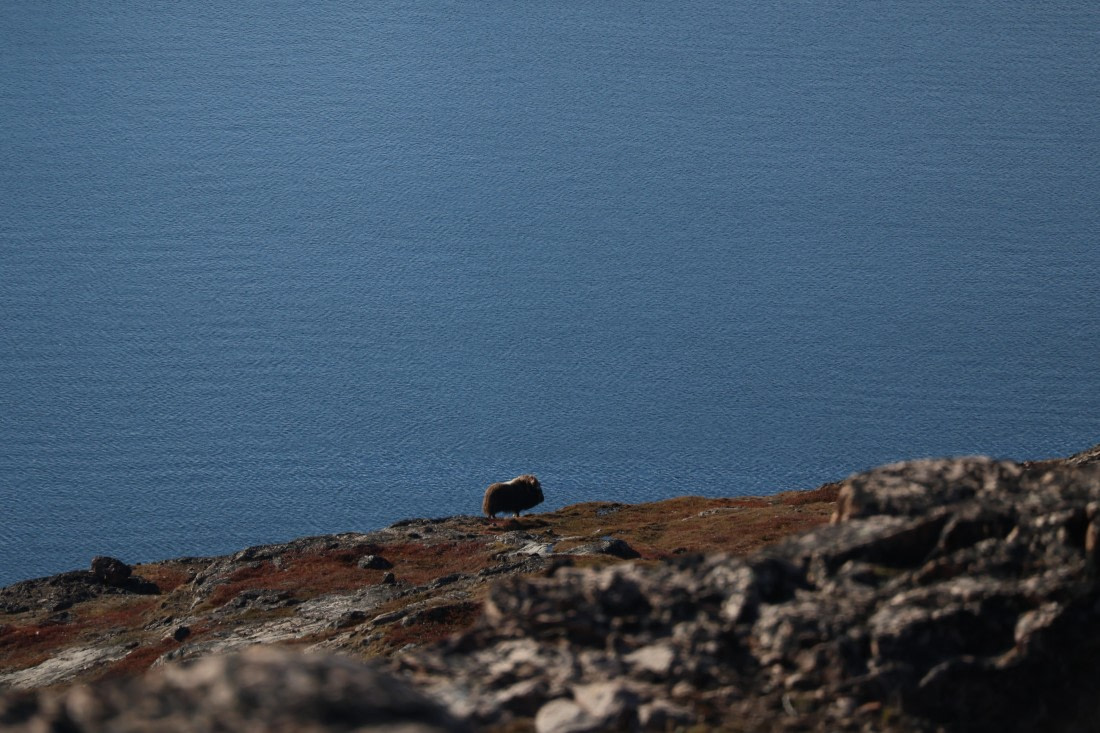 OTL12-25, Day 4, IMG_3733.JPG © Beth Hitchcock - Oceanwide Expeditions.JPG