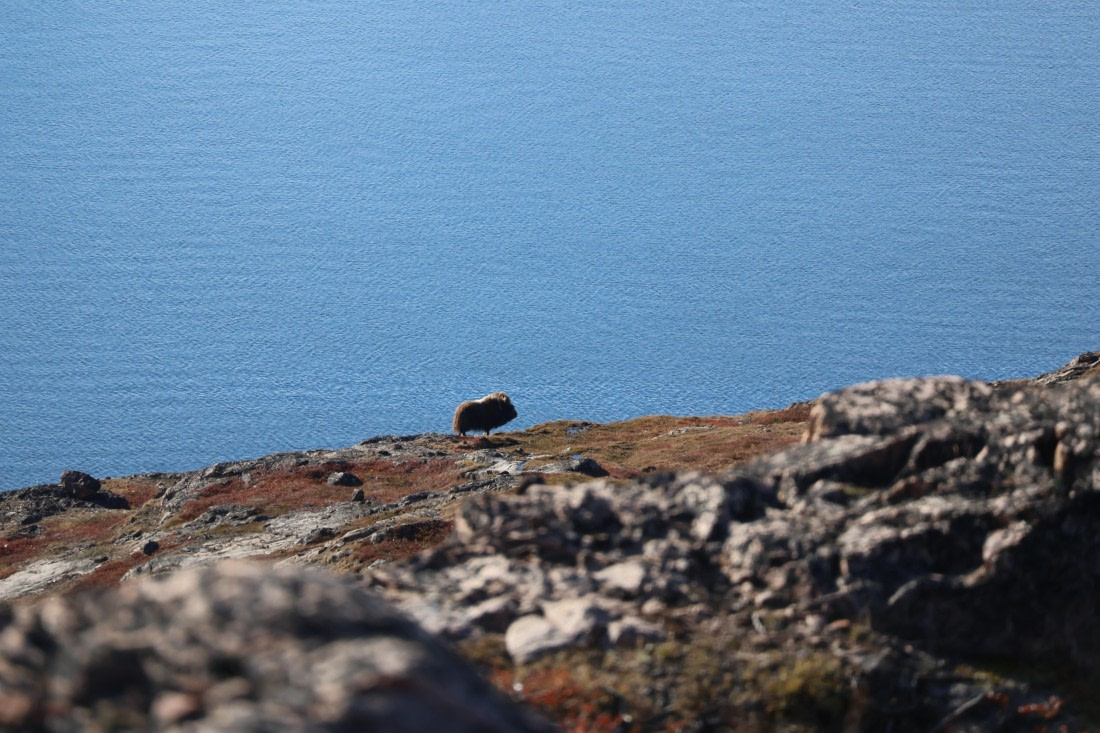 OTL12-25, Day 4, IMG_3734.JPG © Beth Hitchcock - Oceanwide Expeditions.JPG