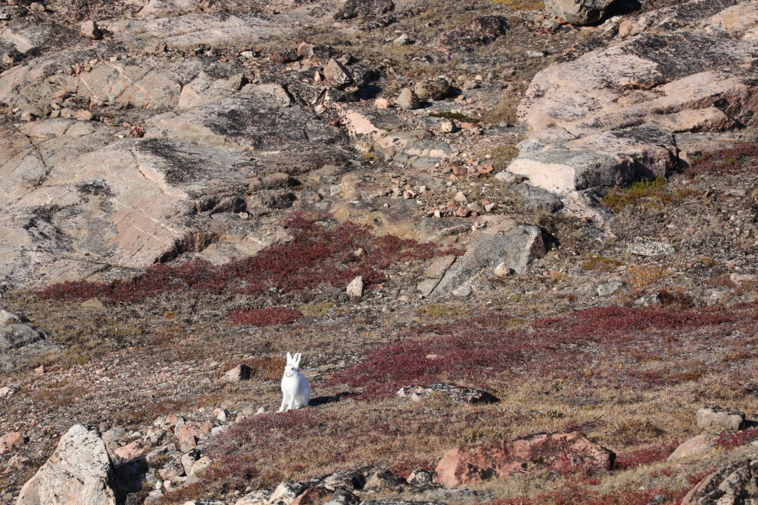 OTL12-25, Day 4, IMG_3772.JPG © Beth Hitchcock - Oceanwide Expeditions.JPG