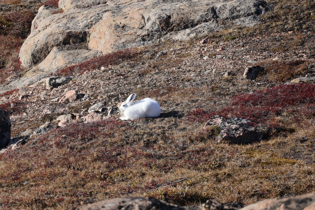 OTL12-25, Day 4, IMG_3774.JPG © Beth Hitchcock - Oceanwide Expeditions.JPG