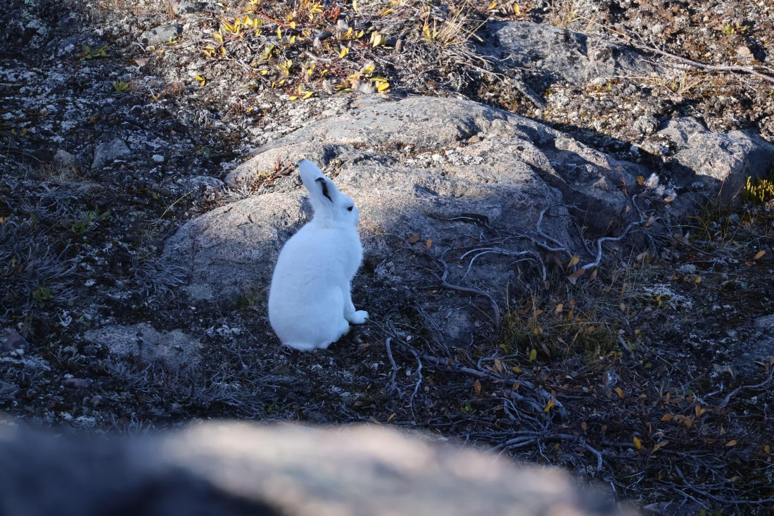 OTL12-25, Day 4, IMG_3782.JPG © Beth Hitchcock - Oceanwide Expeditions.JPG