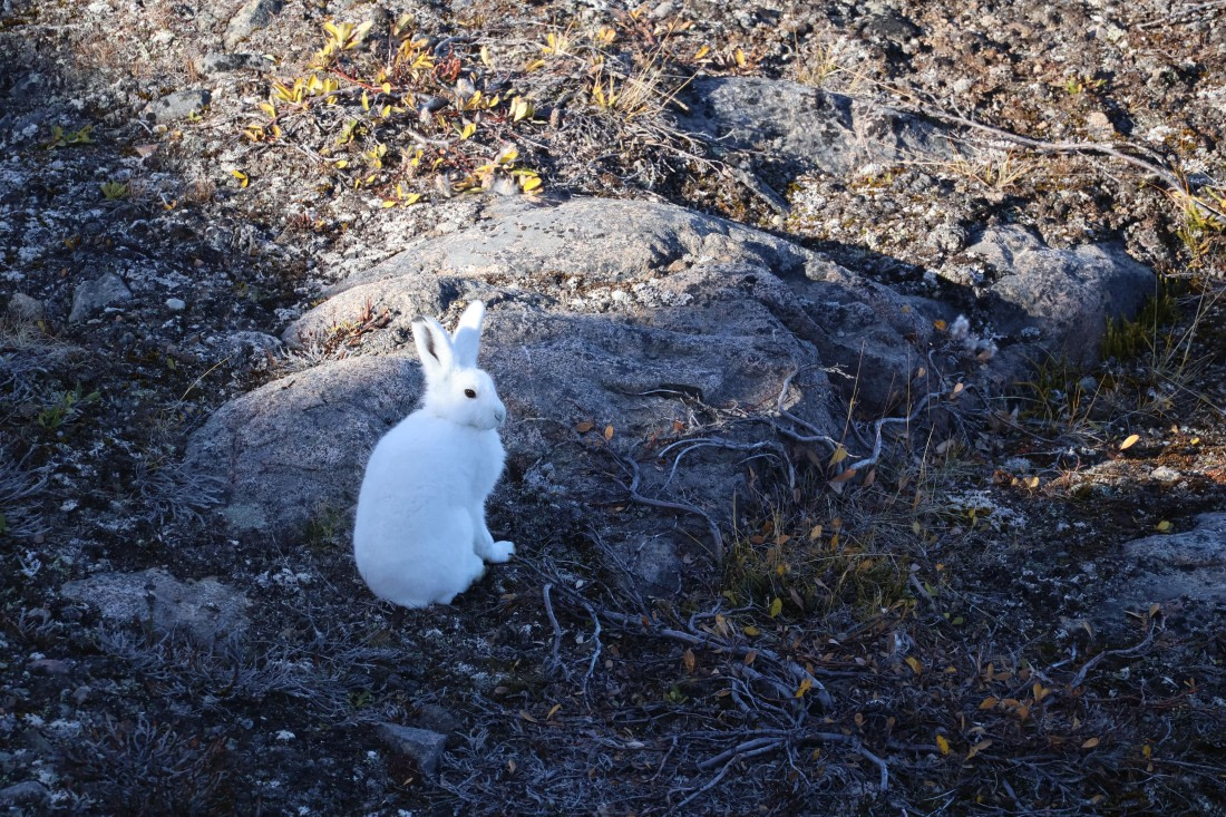 OTL12-25, Day 4, IMG_3784.JPG © Beth Hitchcock - Oceanwide Expeditions.JPG