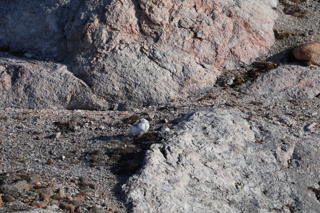 OTL12-25, Day 4, IMG_3790.JPG © Beth Hitchcock - Oceanwide Expeditions.JPG