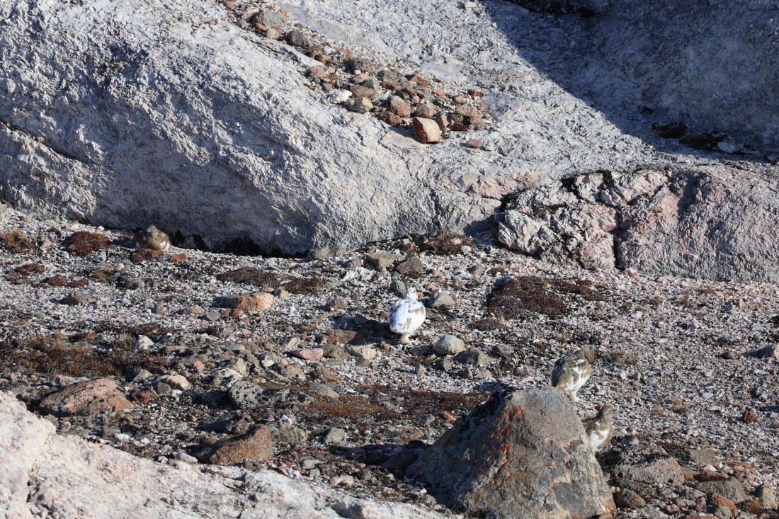 OTL12-25, Day 4, IMG_3791.JPG © Beth Hitchcock - Oceanwide Expeditions.JPG