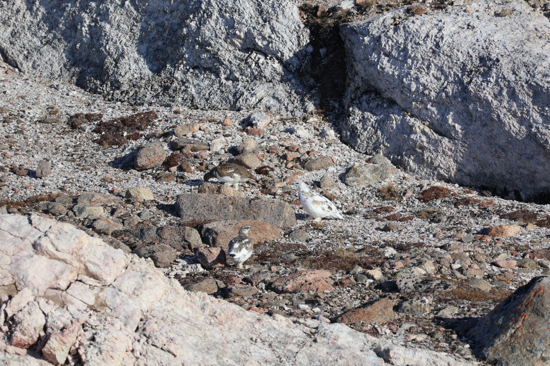 OTL12-25, Day 4, IMG_3792.JPG © Beth Hitchcock - Oceanwide Expeditions.JPG