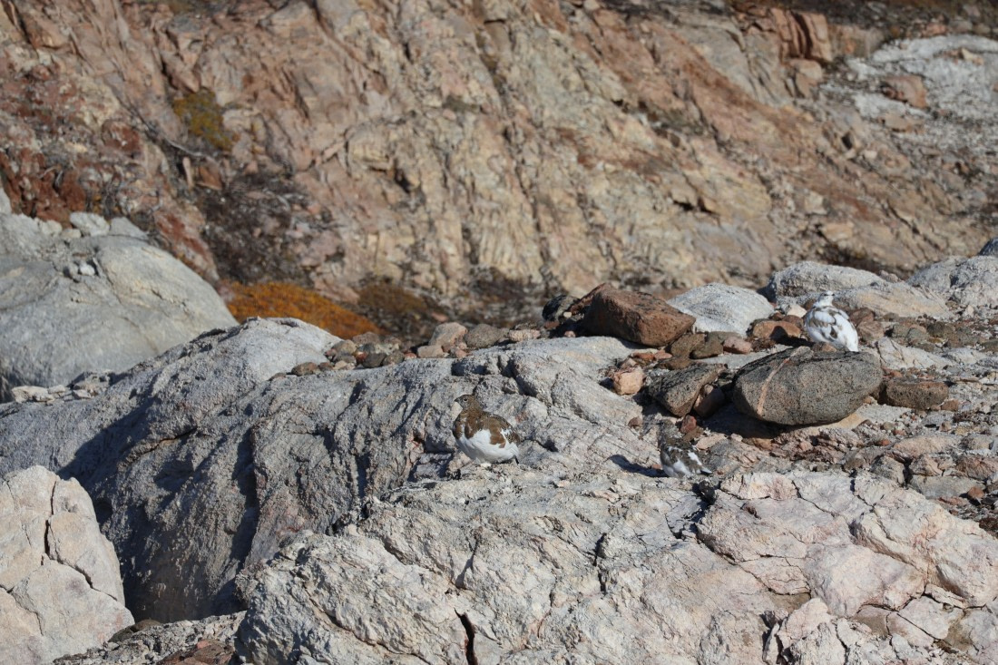 OTL12-25, Day 4, IMG_3795.JPG © Beth Hitchcock - Oceanwide Expeditions.JPG