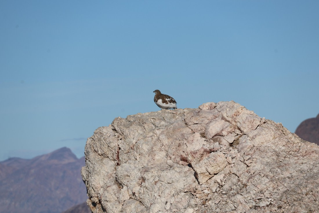 OTL12-25, Day 4, IMG_3797.JPG © Beth Hitchcock - Oceanwide Expeditions.JPG