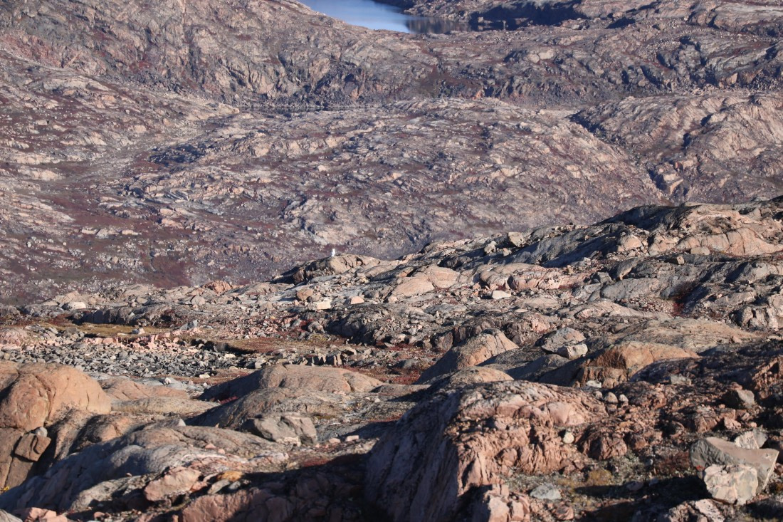 OTL12-25, Day 4, IMG_3802.JPG © Beth Hitchcock - Oceanwide Expeditions.JPG