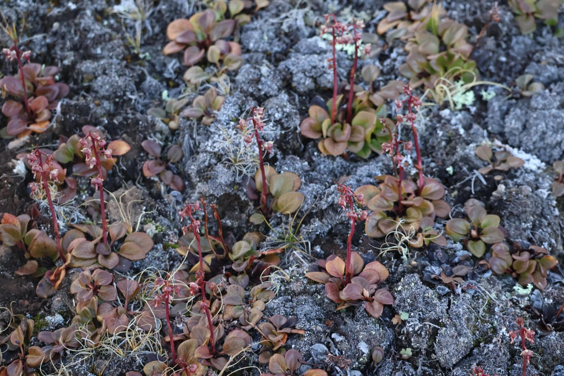 OTL12-25, Day 4, IMG_3810.JPG © Beth Hitchcock - Oceanwide Expeditions.JPG