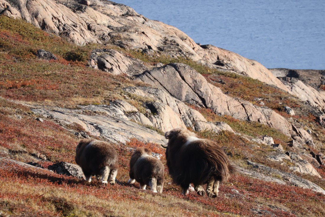 OTL12-25, Day 4, IMG_3815.JPG © Beth Hitchcock - Oceanwide Expeditions.JPG