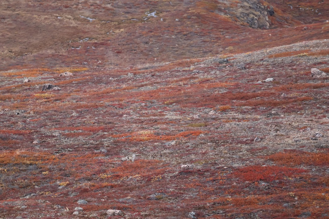 OTL12-25, Day 5, Fox.JPG © Unknown photographer - Oceanwide Expeditions.JPG