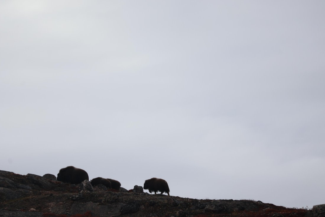 OTL12-25, Day 5, IMG_3846.JPG © Beth Hitchcock - Oceanwide Expeditions.JPG