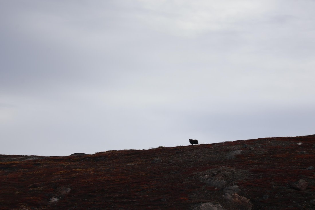 OTL12-25, Day 5, IMG_3849.JPG © Beth Hitchcock - Oceanwide Expeditions.JPG