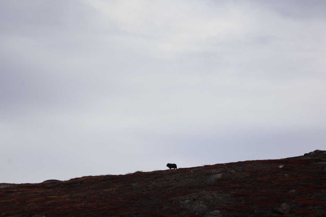 OTL12-25, Day 5, IMG_3850.JPG © Beth Hitchcock - Oceanwide Expeditions.JPG