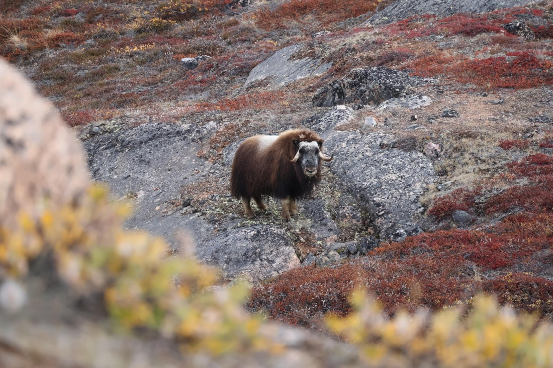 OTL12-25, Day 5, IMG_3862.JPG © Beth Hitchcock - Oceanwide Expeditions.JPG