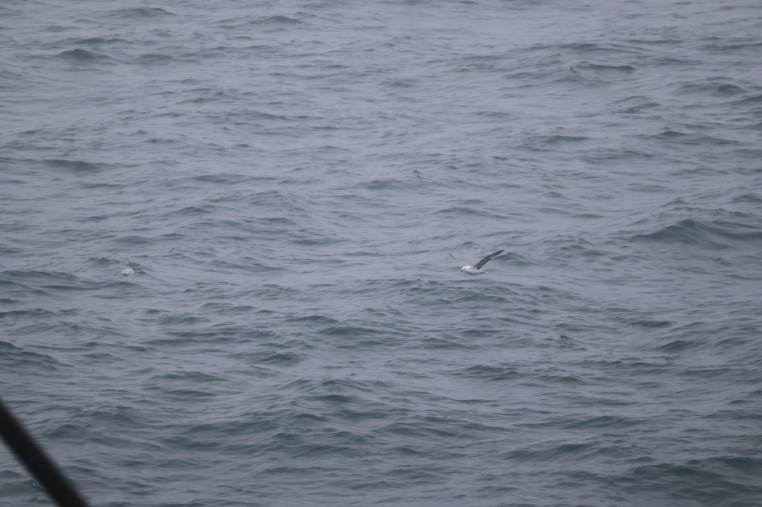 OTL12-25, Day 9, IMG_3881.JPG © Beth Hitchcock - Oceanwide Expeditions.JPG