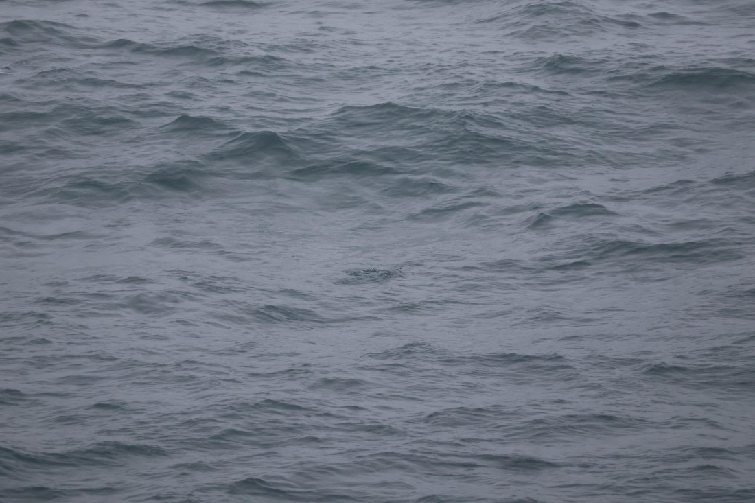 OTL12-25, Day 9, IMG_3884.JPG © Beth Hitchcock - Oceanwide Expeditions.JPG