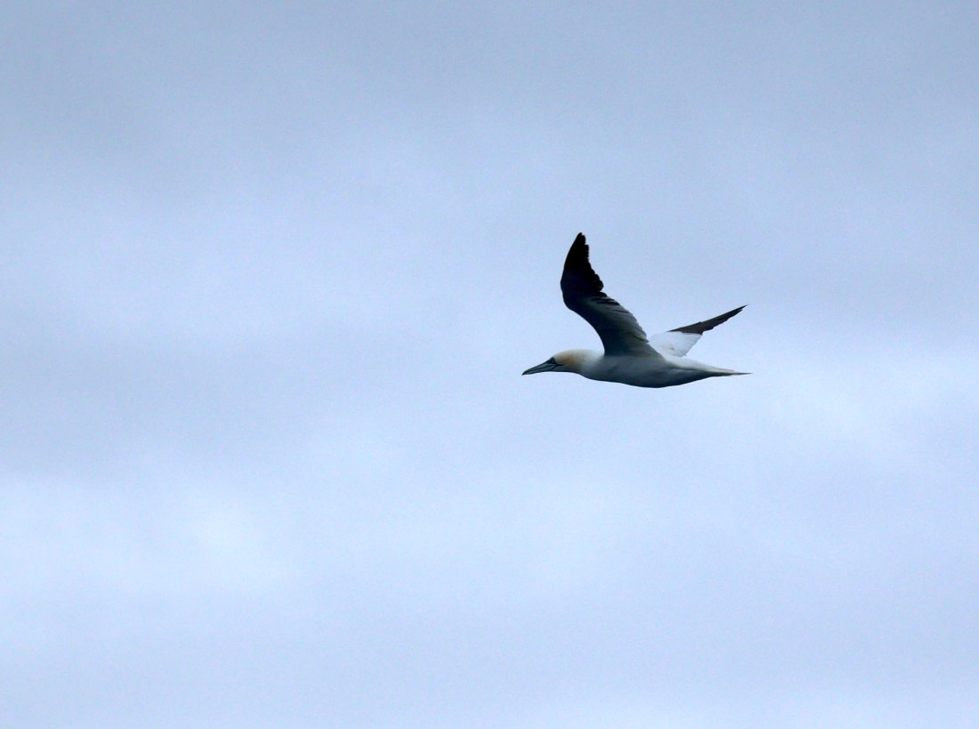 OTL12-25, Day 9, IMG_3888.JPG © Beth Hitchcock - Oceanwide Expeditions.JPG