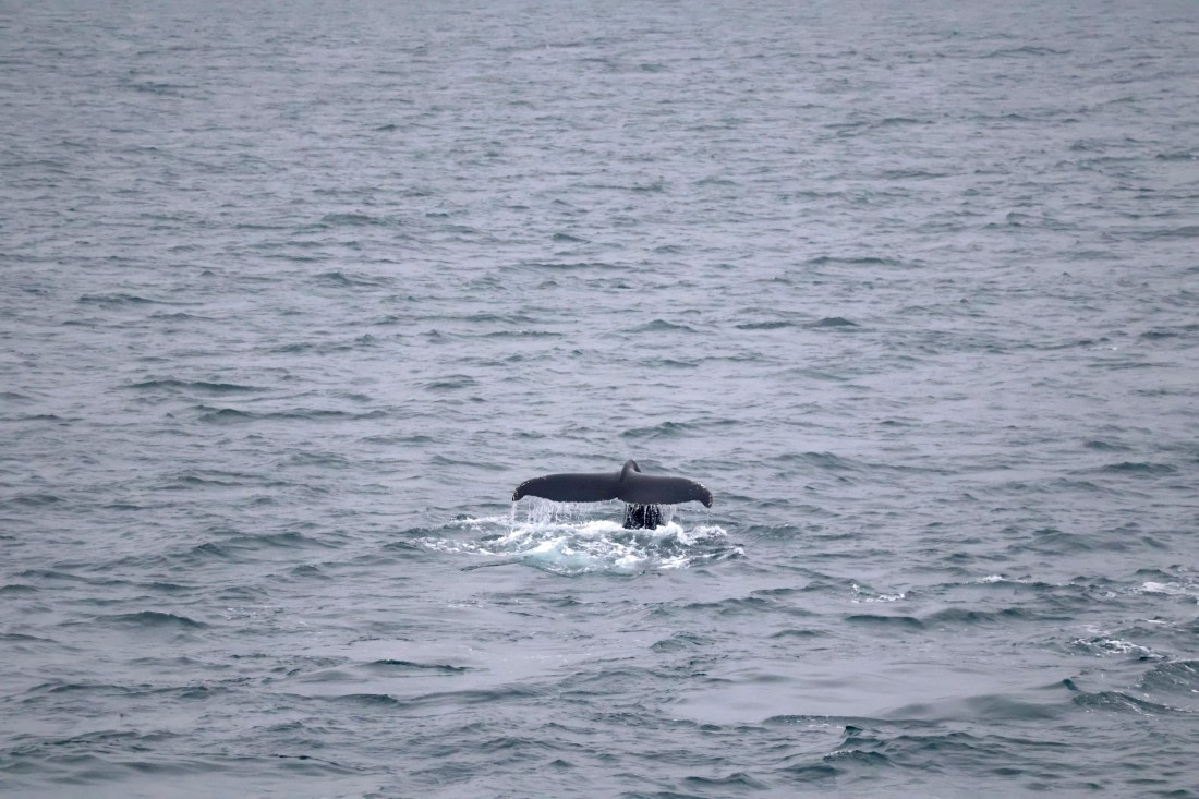 OTL12-25, Day 9, IMG_3933.JPG © Beth Hitchcock - Oceanwide Expeditions.JPG