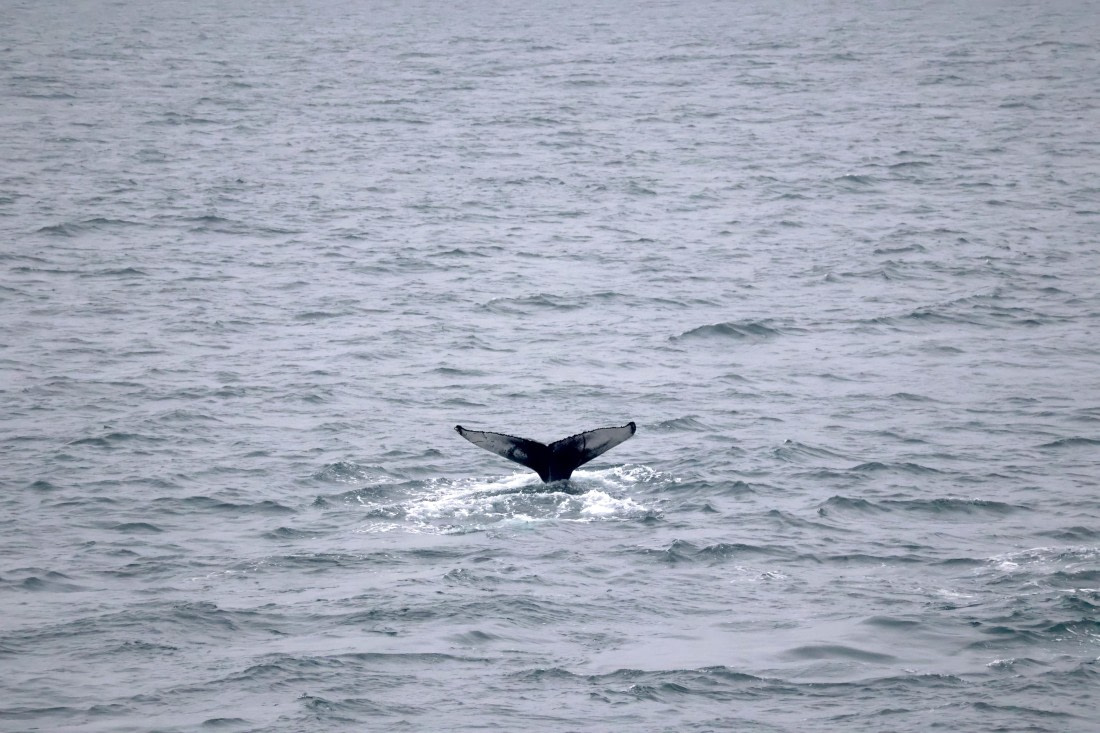 OTL12-25, Day 9, IMG_3937.JPG © Beth Hitchcock - Oceanwide Expeditions.JPG