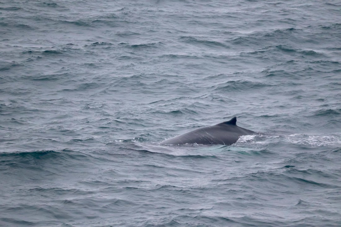 OTL12-25, Day 9, IMG_3956.JPG © Beth Hitchcock - Oceanwide Expeditions.JPG