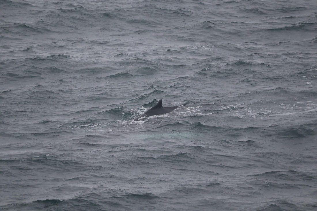 OTL12-25, Day 9, IMG_3957.JPG © Beth Hitchcock - Oceanwide Expeditions.JPG