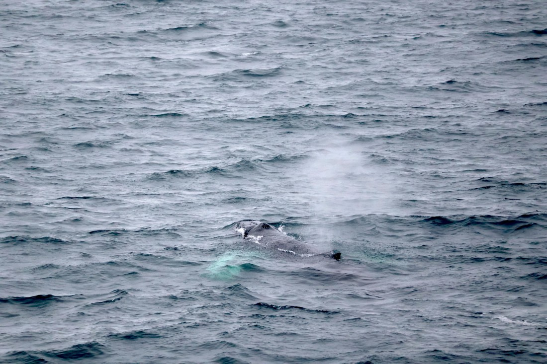 OTL12-25, Day 9, IMG_3961.JPG © Beth Hitchcock - Oceanwide Expeditions.JPG