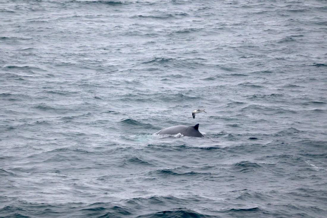 OTL12-25, Day 9, IMG_3963.JPG © Beth Hitchcock - Oceanwide Expeditions.JPG