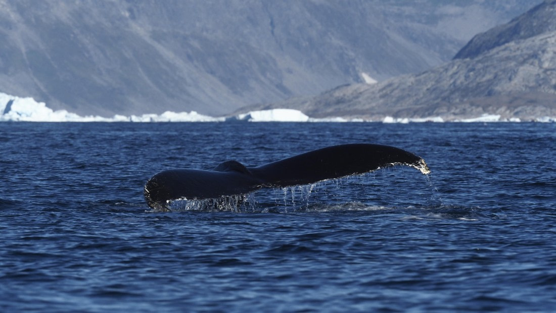 PLA12-25, Day 5, _9060063.JPG © Unknown photographer - Oceanwide Expeditions.JPG