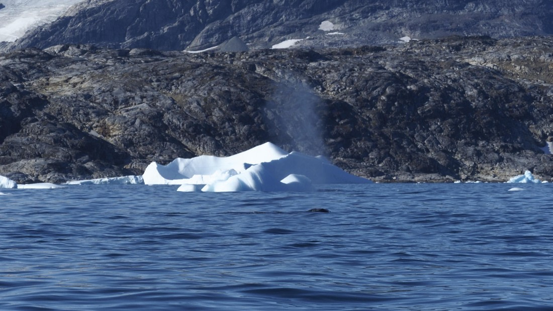 PLA12-25, Day 5, _9060169.JPG © Unknown photographer - Oceanwide Expeditions.JPG