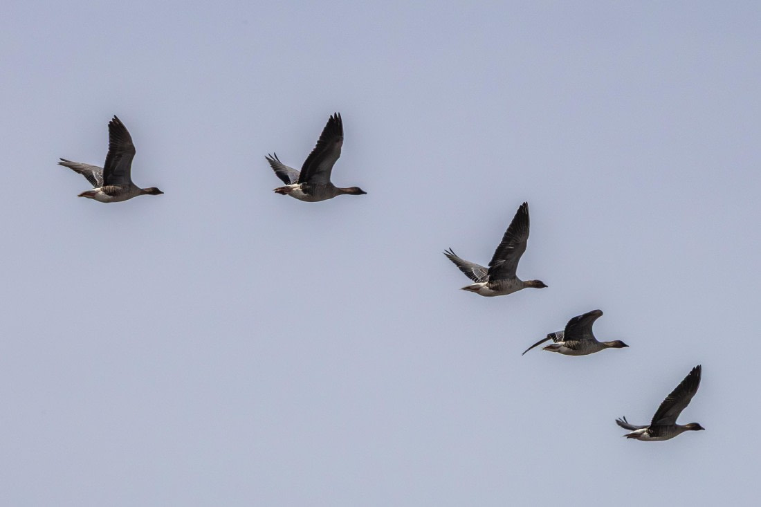 HDS12-25, Day 3,  5D5A3483.jpg © Unknown photographer - Oceanwide Expeditions.jpg