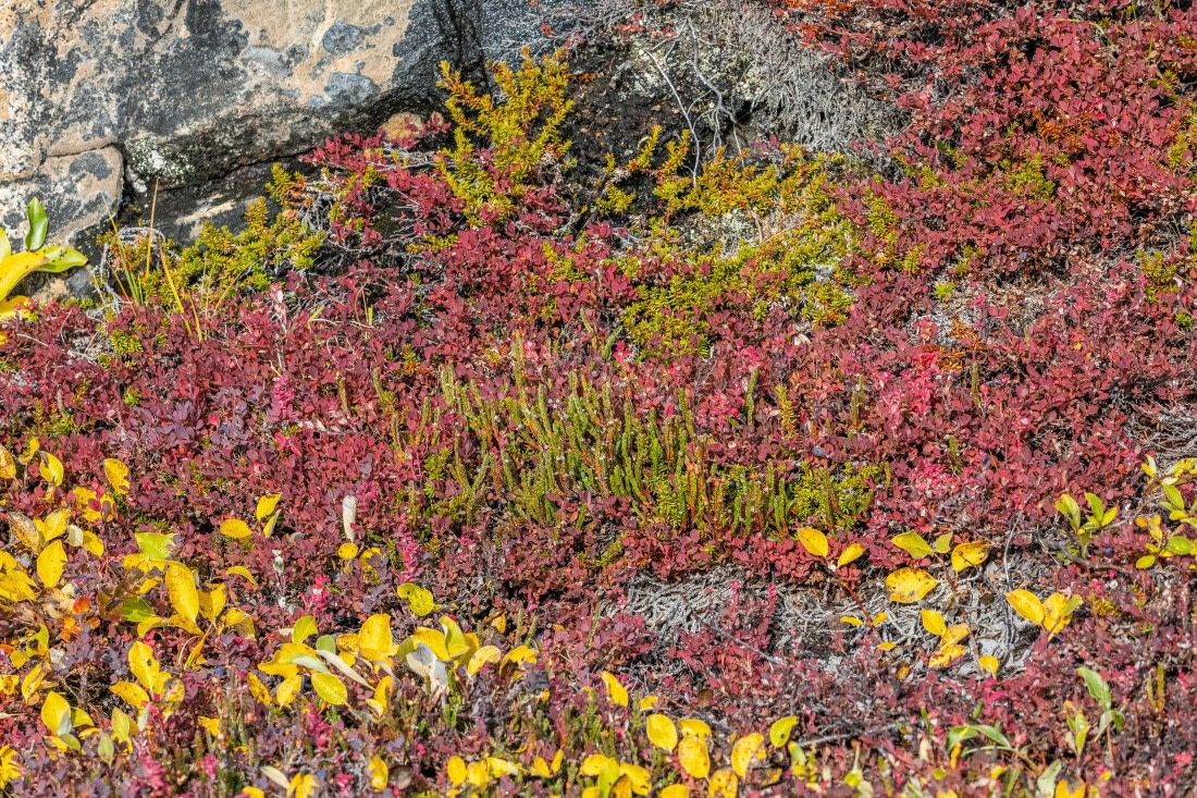 HDS12-25, Day 3,  5D5A3501.jpg © Unknown photographer - Oceanwide Expeditions.jpg