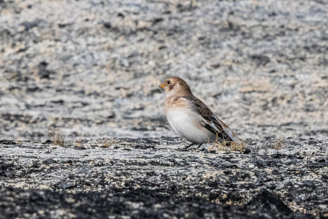 HDS12-25, Day 3,  5D5A3535.jpg © Unknown photographer - Oceanwide Expeditions.jpg