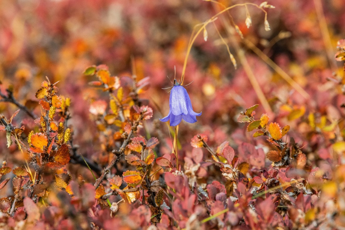 HDS12-25, Day 3,  5D5A3538.jpg © Unknown photographer - Oceanwide Expeditions.jpg