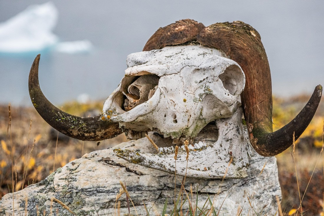 HDS12-25, Day 4,  5D5A3630.jpg © Unknown photographer - Oceanwide Expeditions.jpg