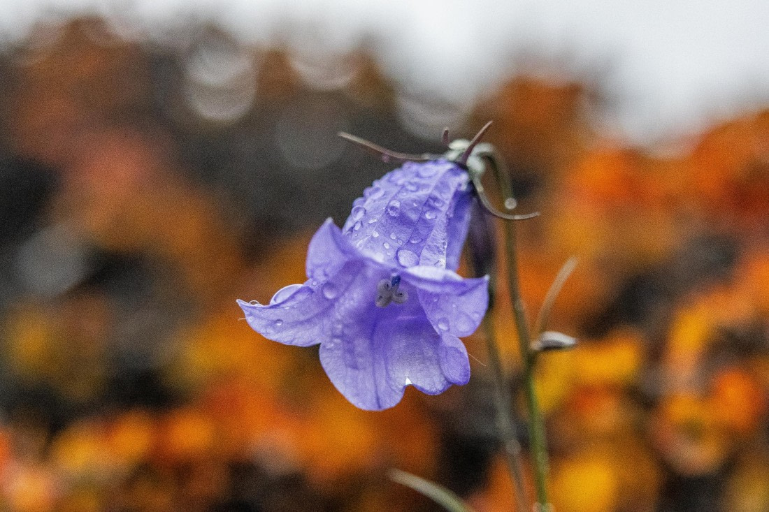 HDS12-25, Day 4,  5D5A3664.jpg © Unknown photographer - Oceanwide Expeditions.jpg