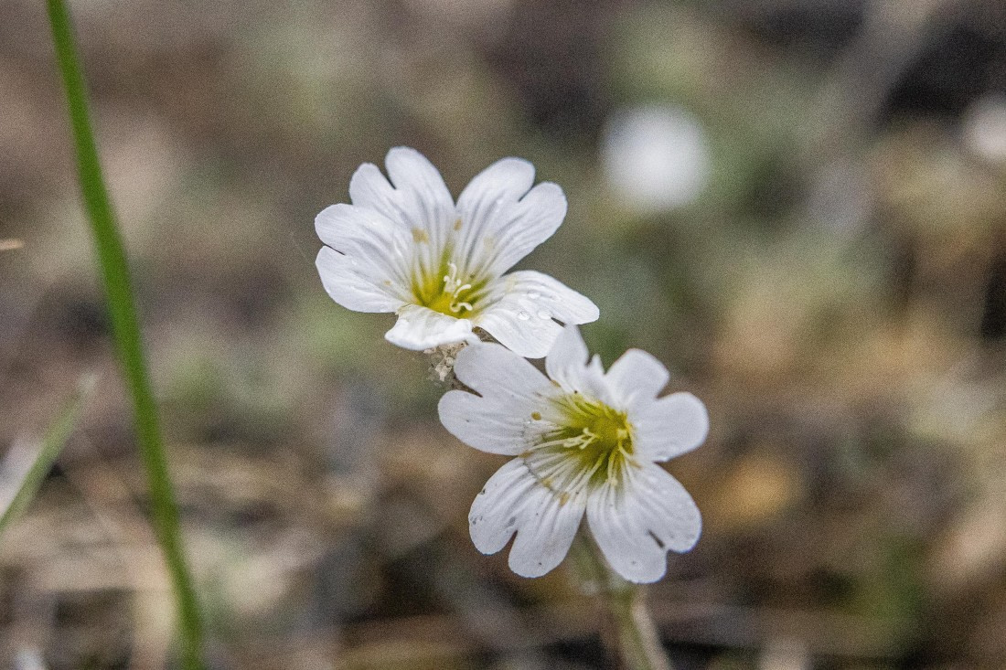 HDS12-25, Day 4,  5D5A3669.jpg © Unknown photographer - Oceanwide Expeditions.jpg