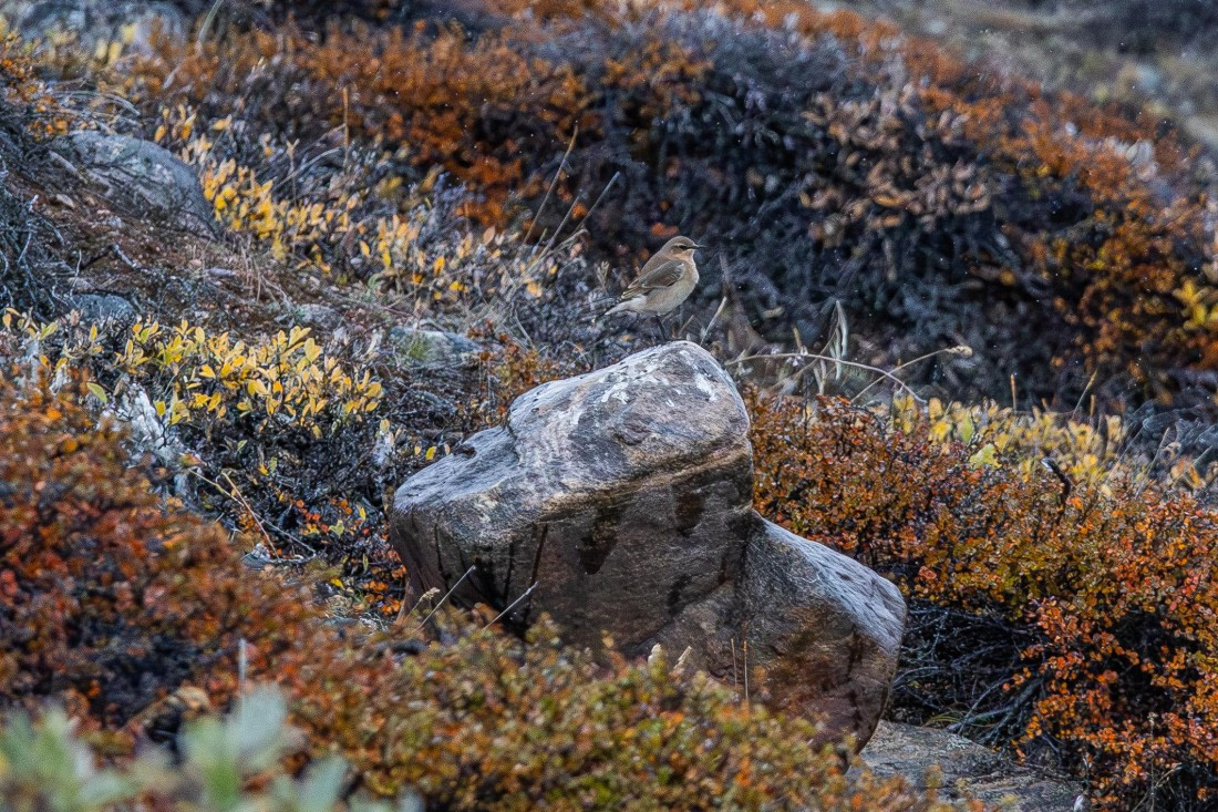 HDS12-25, Day 4,  5D5A3674.jpg © Unknown photographer - Oceanwide Expeditions.jpg