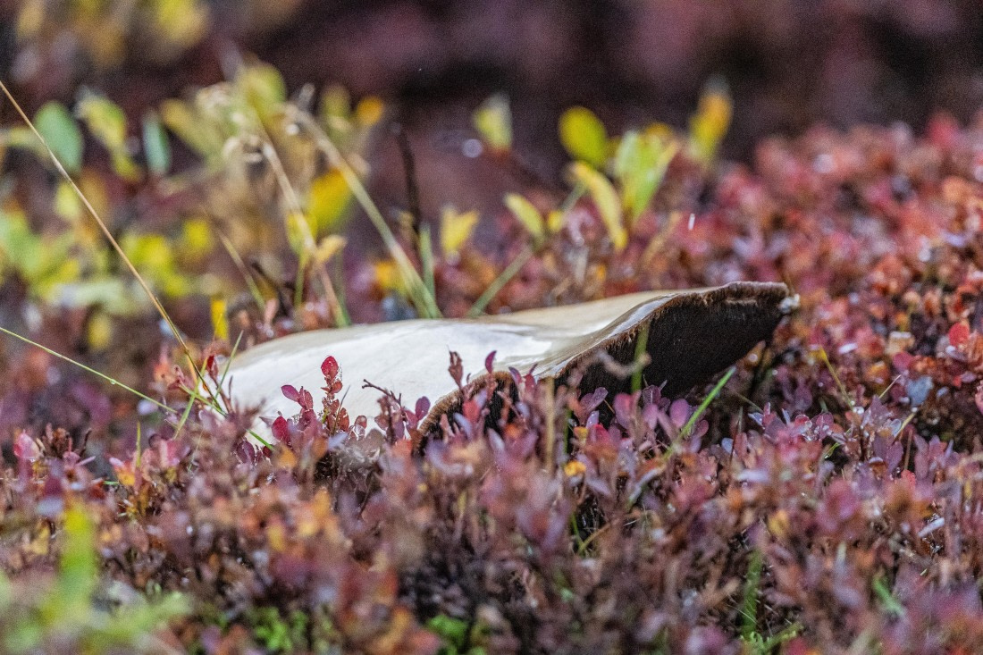 HDS12-25, Day 5,  5D5A3692.jpg © Unknown photographer - Oceanwide Expeditions.jpg